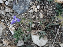 Veronica capsellicarpa