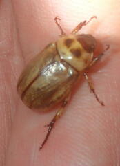 Anomala rotundiceps