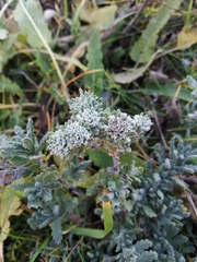 Teucrium polium