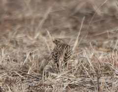 Calcarius ornatus