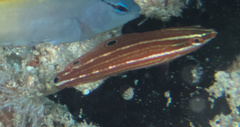 Halichoeres biocellatus