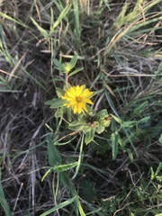 Grindelia adenodonta