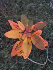 Cotinus coggygria