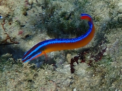 Pseudochromis aldabraensis