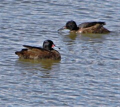 Heteronetta atricapilla