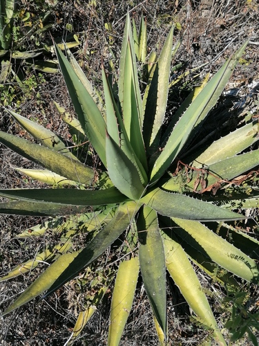 Agave convallis