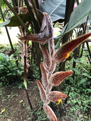 Heliconia vellerigera