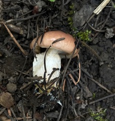 Gomphidius subroseus