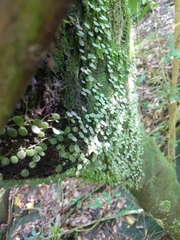 Peperomia rotundifolia