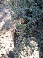 Dalea bicolor