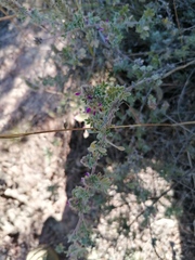 Dalea bicolor