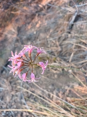 Alstroemeria revoluta