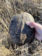 Malaclemys terrapin terrapin