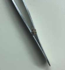 Porodisculus pendulus