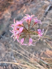 Alstroemeria revoluta