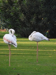 Phoenicopterus roseus