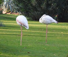 Phoenicopterus roseus