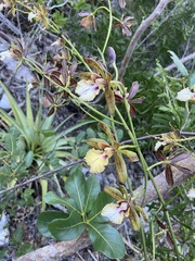 Encyclia