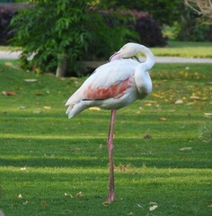 Phoenicopterus roseus