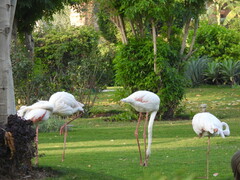 Phoenicopterus roseus