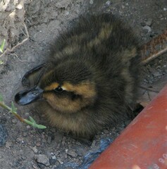 Heteronetta atricapilla