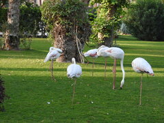 Phoenicopterus roseus