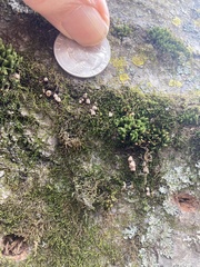 Porodisculus pendulus