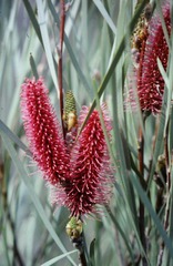 Hakea francisiana