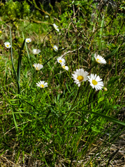 Erigeron hyssopifolius