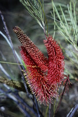 Hakea francisiana