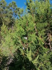 Juniperus flaccida