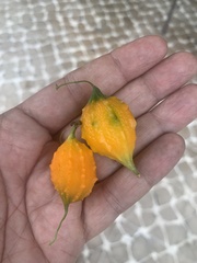 Momordica charantia