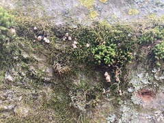 Porodisculus pendulus