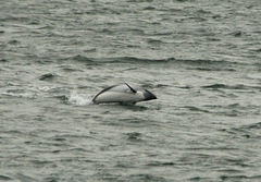Sagmatias australis