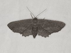Aethaloida packardaria