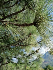 Pinus devoniana