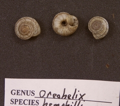 Oreohelix hemphilli