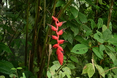Heliconia nigripraefixa