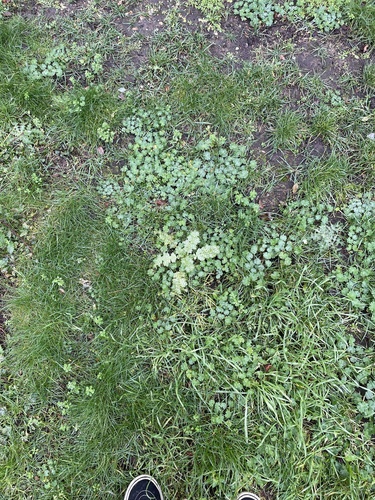Silybum marianum