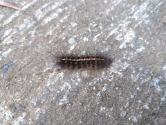 Creatonotos transiens