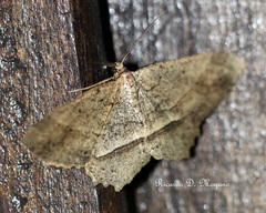 Melanolophia