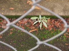 Stachys byzantina