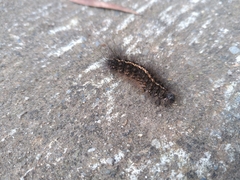 Creatonotos transiens