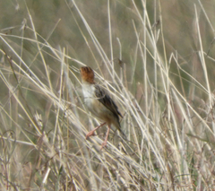 Cisticola