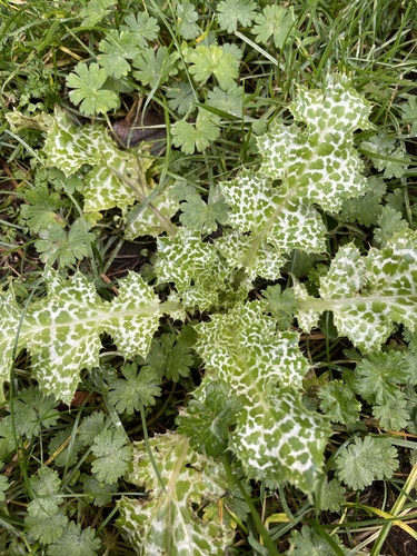 Silybum marianum