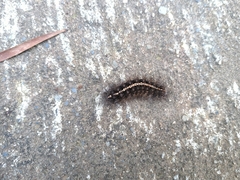 Creatonotos transiens