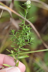 Rhopalomyia gemmaria