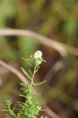 Rhopalomyia gemmaria