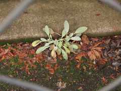 Stachys byzantina