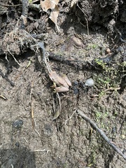 Pelodryadidae